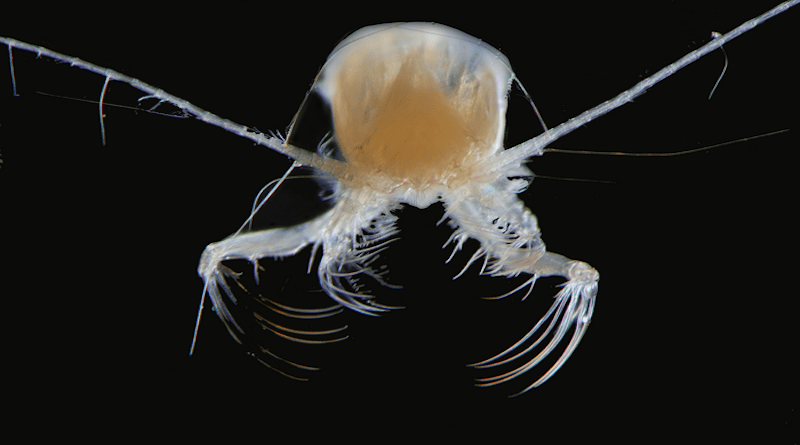 Euchaeta marina (Calanoid Copepod). CREDIT: Julian Uribe-Palomino IMOS-CSIRO.