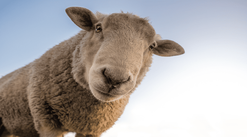Sheep Animal Farm Mammal Rural Wool Livestock
