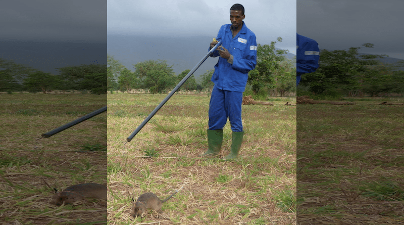 A giant African pouched rat finds a land mine in a training field in Morogoro, Tanzania. Photo Credit: From one to another, Wikipedia Commons