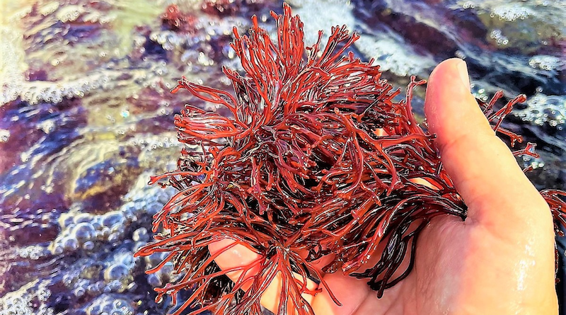 Enhanced seaweed, cultivated using the novel research method. Photo by Doron Ashkenazi