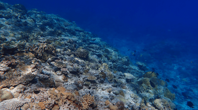 Coral reefs at a study site off Taiping Island, South China Sea. CREDIT: Yi Bei Liang