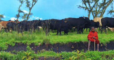 Masai Cattle Ngorongoro Tanzania Safari Nature Africa Boy