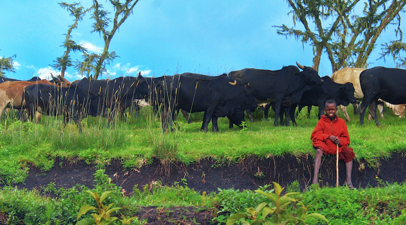 Masai Cattle Ngorongoro Tanzania Safari Nature Africa Boy