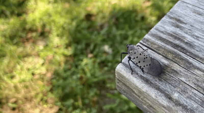 The spotted lanternfly is a prolific invasive insect reviled for the destruction it causes to fruit trees and native hardwood trees. First found in Pennsylvania in 2014, the pest has since spread to more than 100 counties across 10 states. A new study finds that this spread is largely attributed to human-mediated dispersal via transportation. CREDIT: University of Delaware/ Katie Young and Isaiah Bell