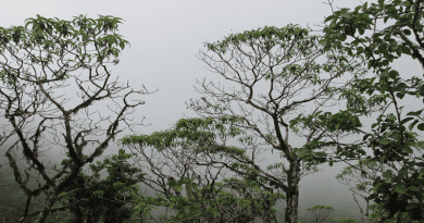 Giant daisy trees in the cloud forests of Floreana, one of the Galápagos isles... yes, these are actual trees! CREDIT: Gonzalo Rivas-Torres