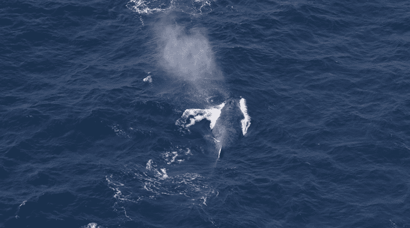Humpback whale off the Oregon Coast. CREDIT: Leigh Torres, Oregon State University Marine Mammal Institute.