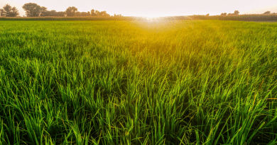 Pakistan Paddy Field Rice Field Sunset Farming Agriculture