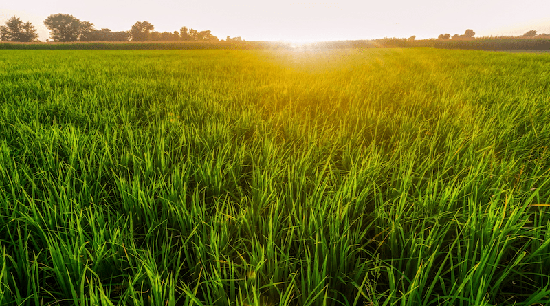 Pakistan Paddy Field Rice Field Sunset Farming Agriculture