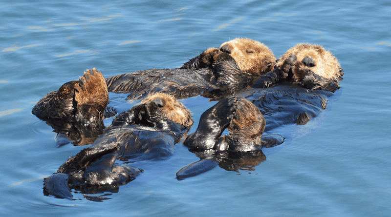 Sea otters swim together in the Pacific Ocean. A deadly, newly detected strain of the parasite Toxoplasma gondii is threatening sea otters, and potentially other species. (Laird Henkel, CDFW) CREDIT: Laird Henkel, CDFW