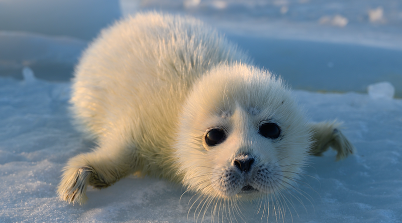 The Caspian seals breed, give birth, nurse and train their pups on ice only. Global warming can therefore have a serious impact on their livelihood. Photo: Tommi Nyman
