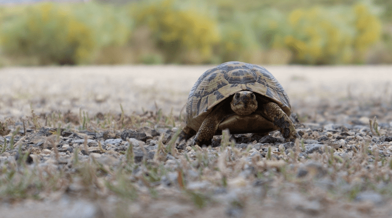 Spur-thighed tortoise (Testudo graeca). Credit: Marcos Altuve.