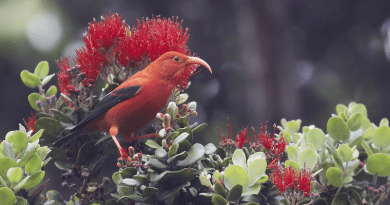 The vulnerable ʻiʻiwi (Drepanis coccinea), a honeycreeper found in the new forest. Image by Gregory “Slobirdr” Smith via Flickr (CC BY-SA 2.0).