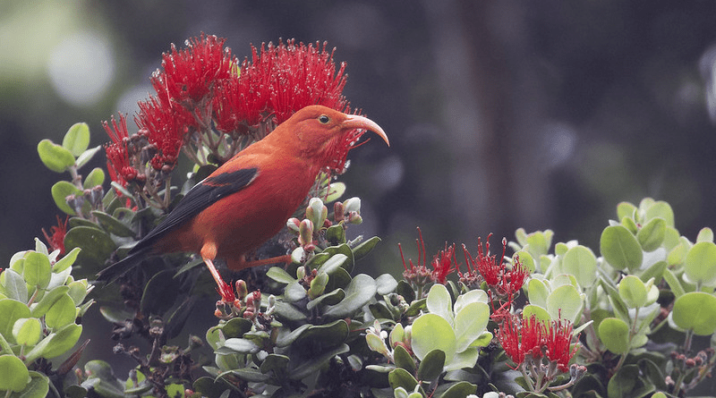 The vulnerable ʻiʻiwi (Drepanis coccinea), a honeycreeper found in the new forest. Image by Gregory “Slobirdr” Smith via Flickr (CC BY-SA 2.0).