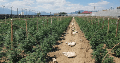 Contested outdoor cannabis plantation near the town of Ohrid in North Macedonia. Photo Credit: Ministry of Interior of North Macedonia.