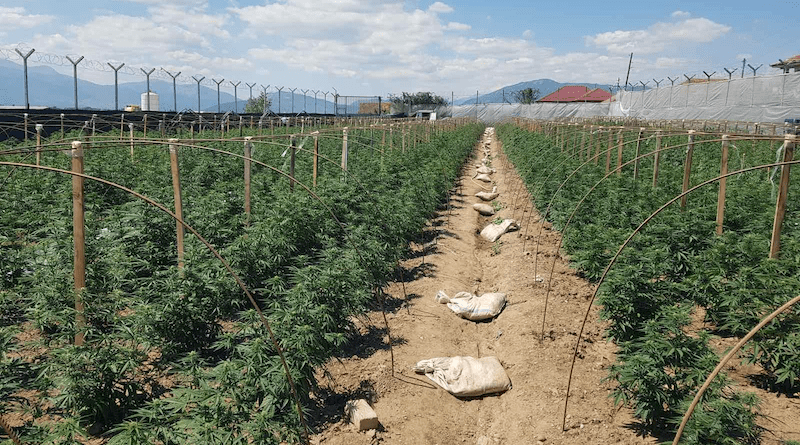 Contested outdoor cannabis plantation near the town of Ohrid in North Macedonia. Photo Credit: Ministry of Interior of North Macedonia.