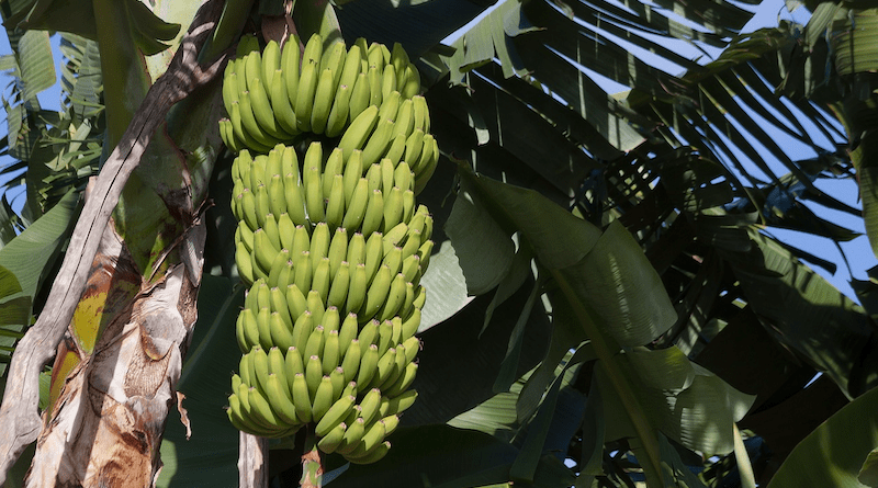 Bananas Musa Genus Banana Plants Musaceae