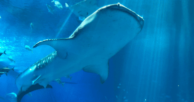 New study reveals that the photoreceptor rhodopsin of whale sharks (Rhincodon typus), pictured here, evolved to improve sight for the low-light low-temperature deep-sea environment in a unique way. CREDIT: Mitsumasa Koyanagi, OMU