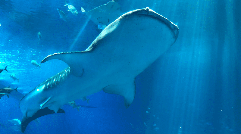 New study reveals that the photoreceptor rhodopsin of whale sharks (Rhincodon typus), pictured here, evolved to improve sight for the low-light low-temperature deep-sea environment in a unique way. CREDIT: Mitsumasa Koyanagi, OMU