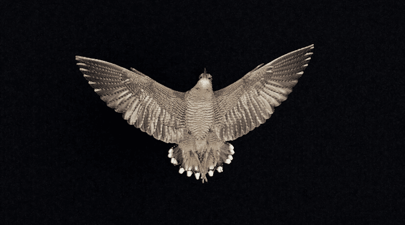 Woodcock in flight CREDIT: Jean-Lou Zimmermann