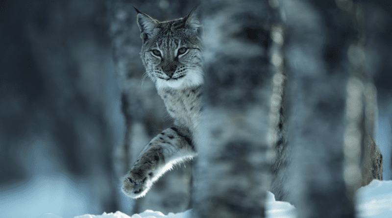 A female European lynx pictured in Norway CREDIT: Peter Cairns/Northshots