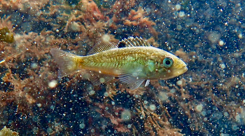 Juvenile black rockfish CREDIT: Will Fennie