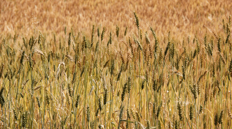 Durum wheat varieties growing in trial plots in Amhara, Ethiopia. CREDIT: Alliance of Bioversity International and CIAT