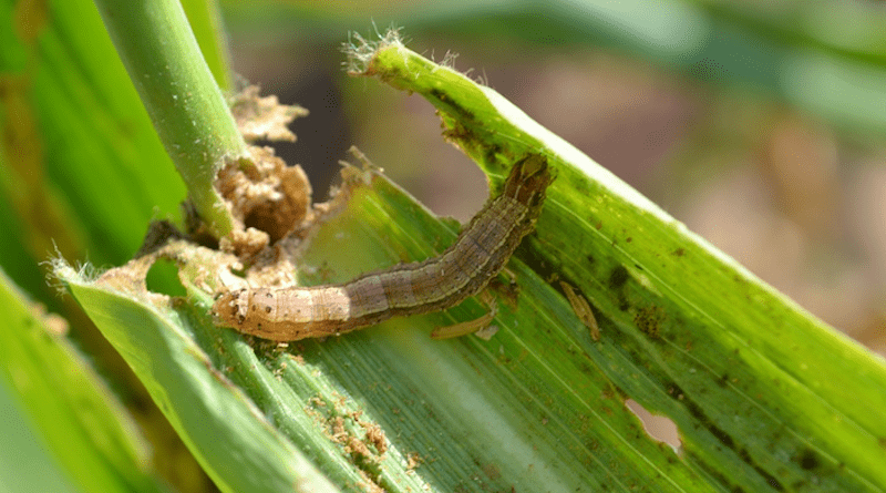 The outbreak of the fall armyworm has led to several recommendations on insecticides, including biopesticides, but the effects of these products on the environment – especially parasitoids – has not previously been assessed under field conditions CREDIT: CABI
