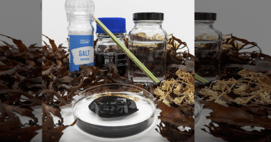 Photo credit: University of Sussex Background; L to R- Salt used in work in salt shaker, graphene solution, flask of water. Middle - normal pencil (to illustrate graphene in development) Front - graphene/seaweed hydrogel in water in petri dish CREDIT: University of Sussex