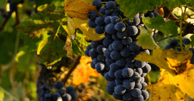 Vineyard Grapes Fruits Food Fresh Healthy Ripe Organic