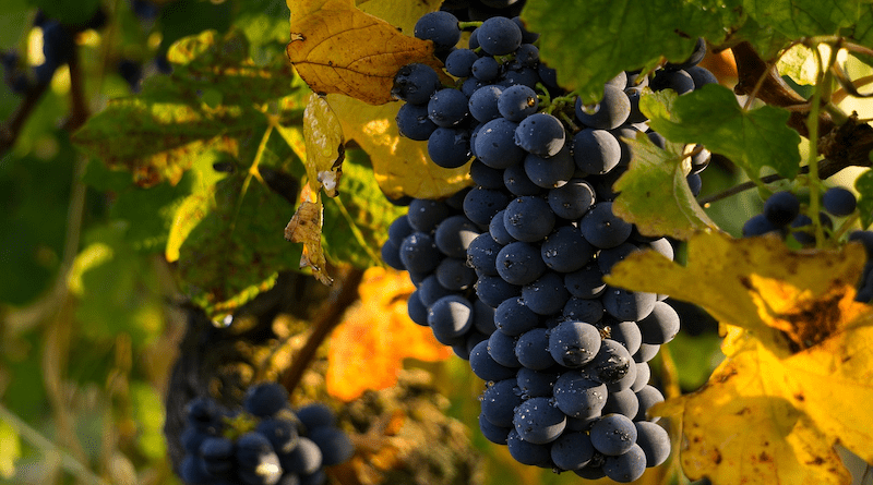 Vineyard Grapes Fruits Food Fresh Healthy Ripe Organic