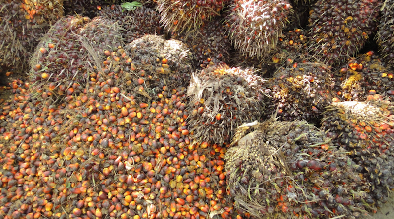 Harvested oil palm fruit bunches CREDIT: Oliver van Straaten