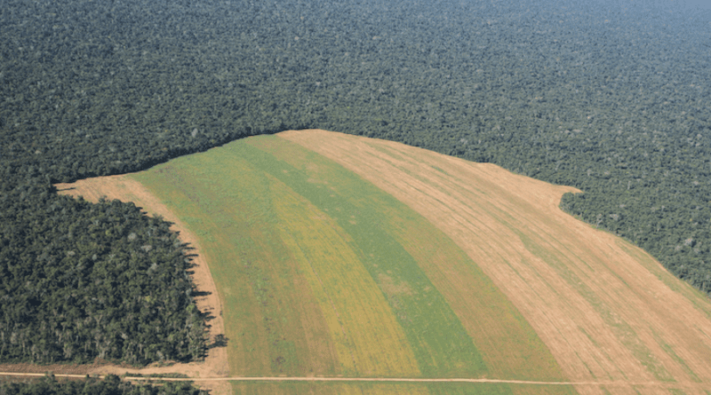 Cropland expansion in private lands into the Amazon forest in the Municipality of Feliz Natal, Mato Grosso, Brazil. CREDIT: Ramon Bicudo, Michigan State University