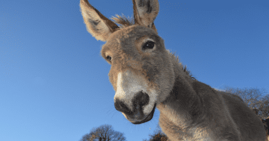 Domestic Animal Long Ears Prairie Donkey Burro