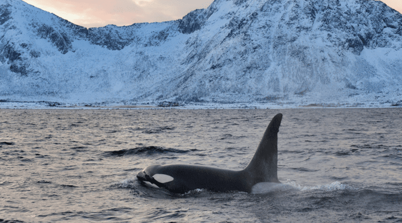 The feeding habits of Orcas vary depending on location and individual. CREDIT: Rune Dietz