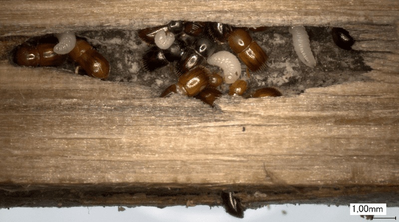 Alnus ambrosia beetles (Xylosandrus germanus) in their galleries, tending the brood and fungus CREDIT: Antonio Gugliuzzo