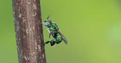 Male of the orchid bee Euglossa dilemma performing typical courtship display at a perch in a flight cage in Florida. Their scent pockets are located on the thickened hind legs. © Thomas Eltz