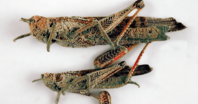 Locusts attacked by the fungus Metarhizium sp. (Photo courtesy of CSIRO/via scienceimage.csiro.au (CC BY 3.0).