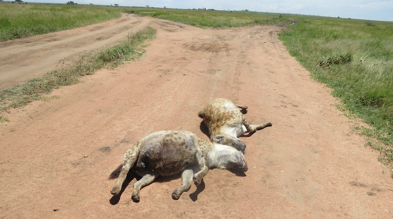 Two adult female spotted hyenas killed by a car on a main gravel road in the Serengeti National Park. Photo: Sonja Metzger/Leibniz-IZW