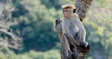 Monkey Toque Macaque Primate Animal Sri Lanka