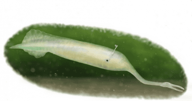 Discovered in the 1950s and first described in a paper in 1966, the Tully monster, with its stalked eyes and long proboscis, is difficult to compare to all other known animal groups. Unique to Illinois in the U.S., it became its state fossil in 1989. CREDIT: Takahiro Sakono, 2022.
