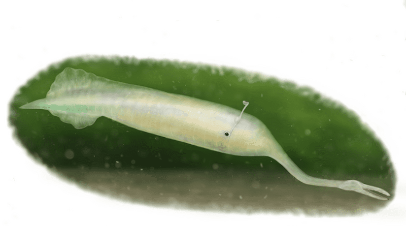 Discovered in the 1950s and first described in a paper in 1966, the Tully monster, with its stalked eyes and long proboscis, is difficult to compare to all other known animal groups. Unique to Illinois in the U.S., it became its state fossil in 1989. CREDIT: Takahiro Sakono, 2022.