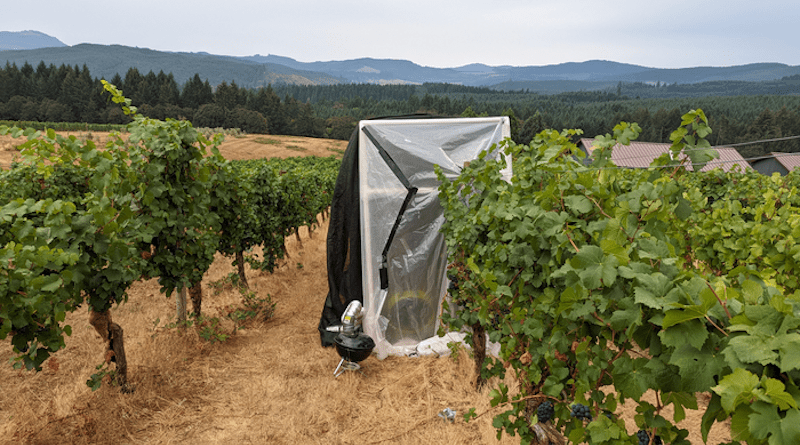 Pinot noir grapes at Oregon State University's Woodhall Vineyard undergoing smoke experiments. CREDIT: Sean Nealon, Oregon State University
