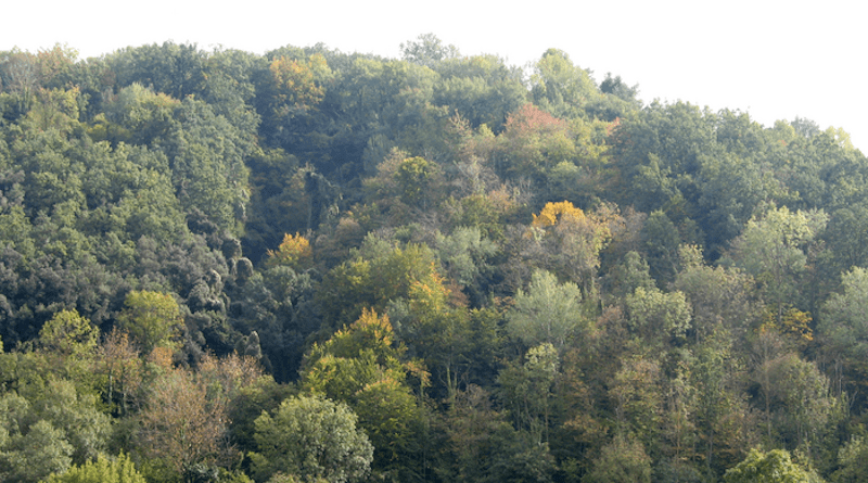 The composition of tree species, as here in Catalonia, is linked to climate changes over the past 21,000 years. CREDIT Photo: Auró, CC BY-SA 3.0 , via Wikimedia Commons