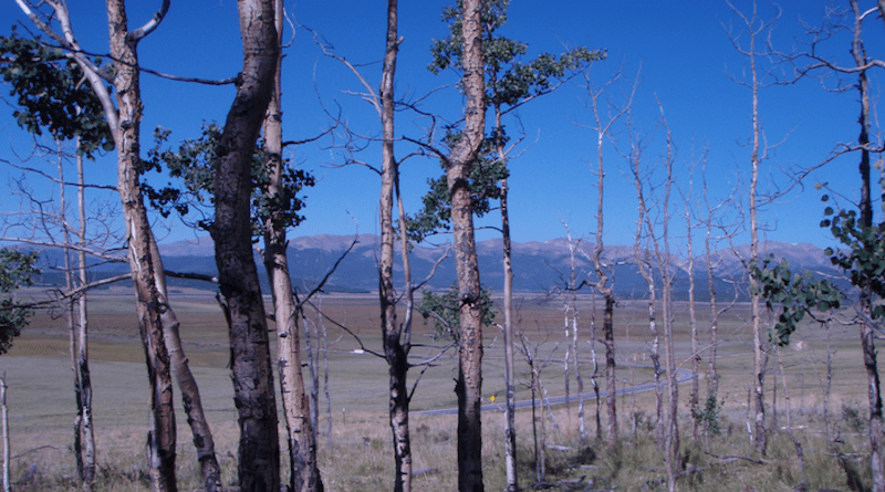 A stressed forest in Colorado. CREDIT: William Anderegg