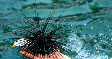 Sea Urchin To Dive Sea Ocean