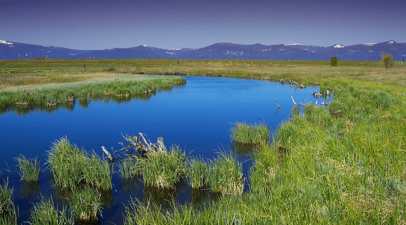 Oregon Wood River Marsh Water Stream Plants Grass