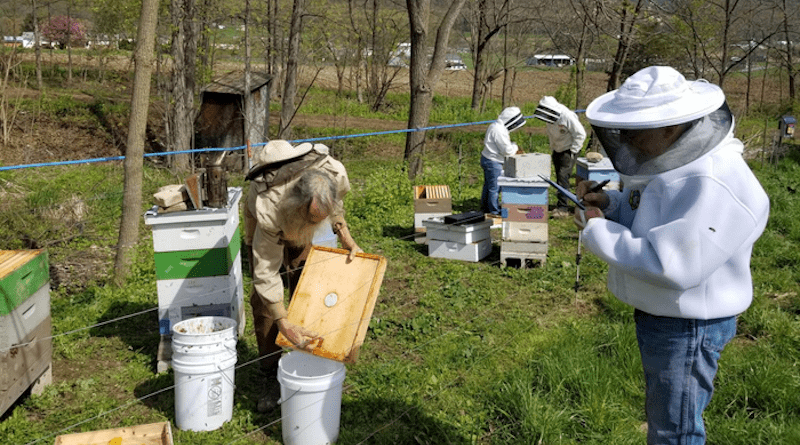 Beekeeper-collaborators and research volunteers collect data from honey bee hives as part of a study comparing different beekeeping management systems. CREDIT: Courtesy of Margarita López-Uribe