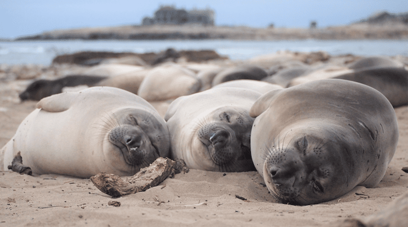Elephant seals sleep about 10 hours a day on the beach, but during months-long foraging trips at sea they average just 2 hours of sleep per day. These 2-month-old northern elephant seals are sleeping on the beach at Año Nuevo State Park. CREDIT: Photo by Jessica Kendall-Bar, NMFS 23188