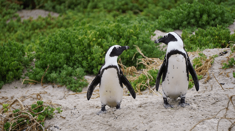 Penguins Birds Animals African Penguins Wildlife