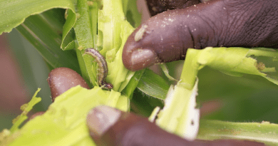 Fall armyworm on maize (Credit: CABI).